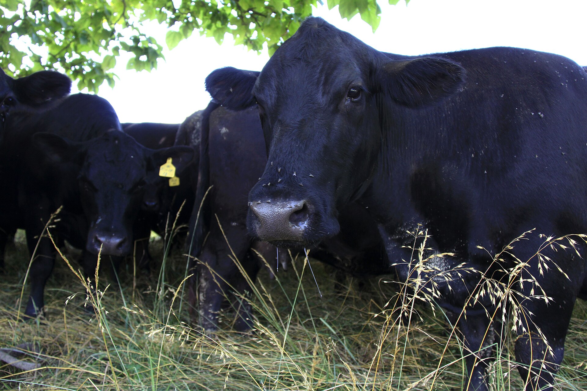 Black Angus cattle