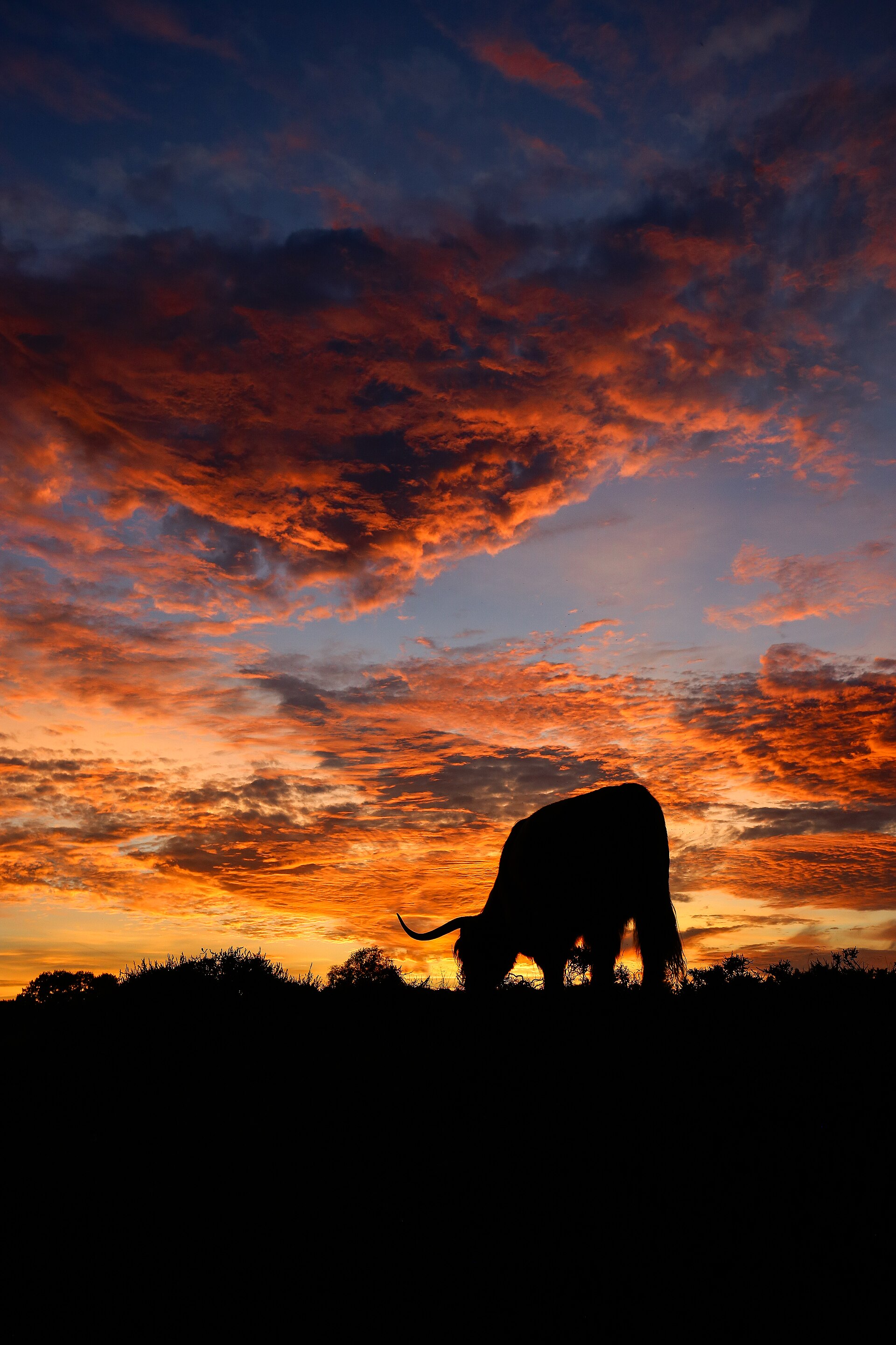 Scottish Highland cattle