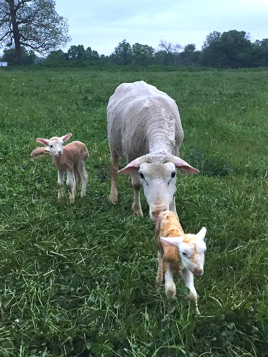 Polypay ewe with lambs
