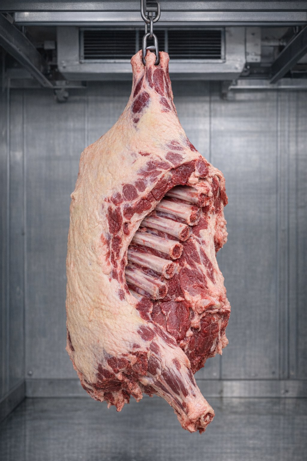 Front quarter beef carcass hanging in cooler, grass-finished